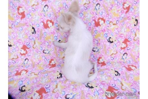 成約済の千葉県のチワワ(ロングコート)-148822の2枚目